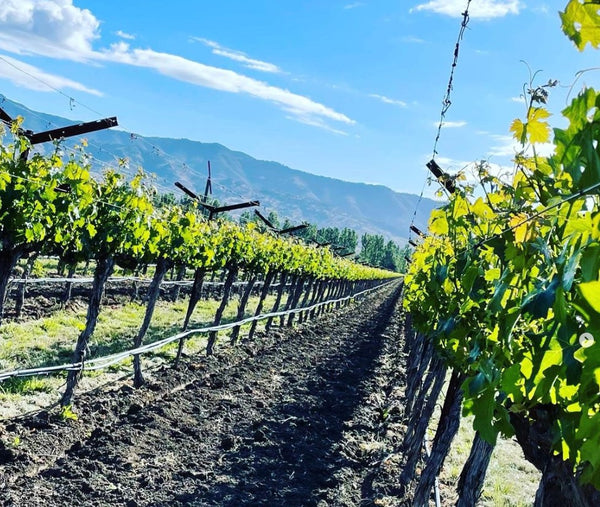 Vinsmagning - gode historier fra Oregon og Californien