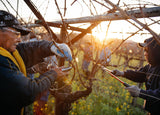 Vinsmagning - Frog's Leap 11/6