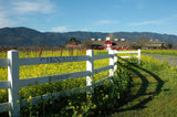 Vinsmagning - Frog's Leap 11/6