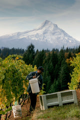 Vinsmagning - Hvorfor taler alle om Oregon?