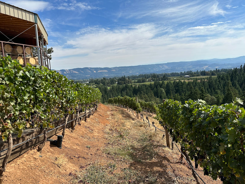 Vinsmagning - Pinot Noir fra Oregons underområder