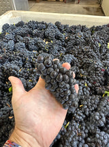 Vinsmagning - Pinot Noir fra Oregons underområder