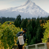Vinsmagning - Hvorfor taler alle om Oregon?